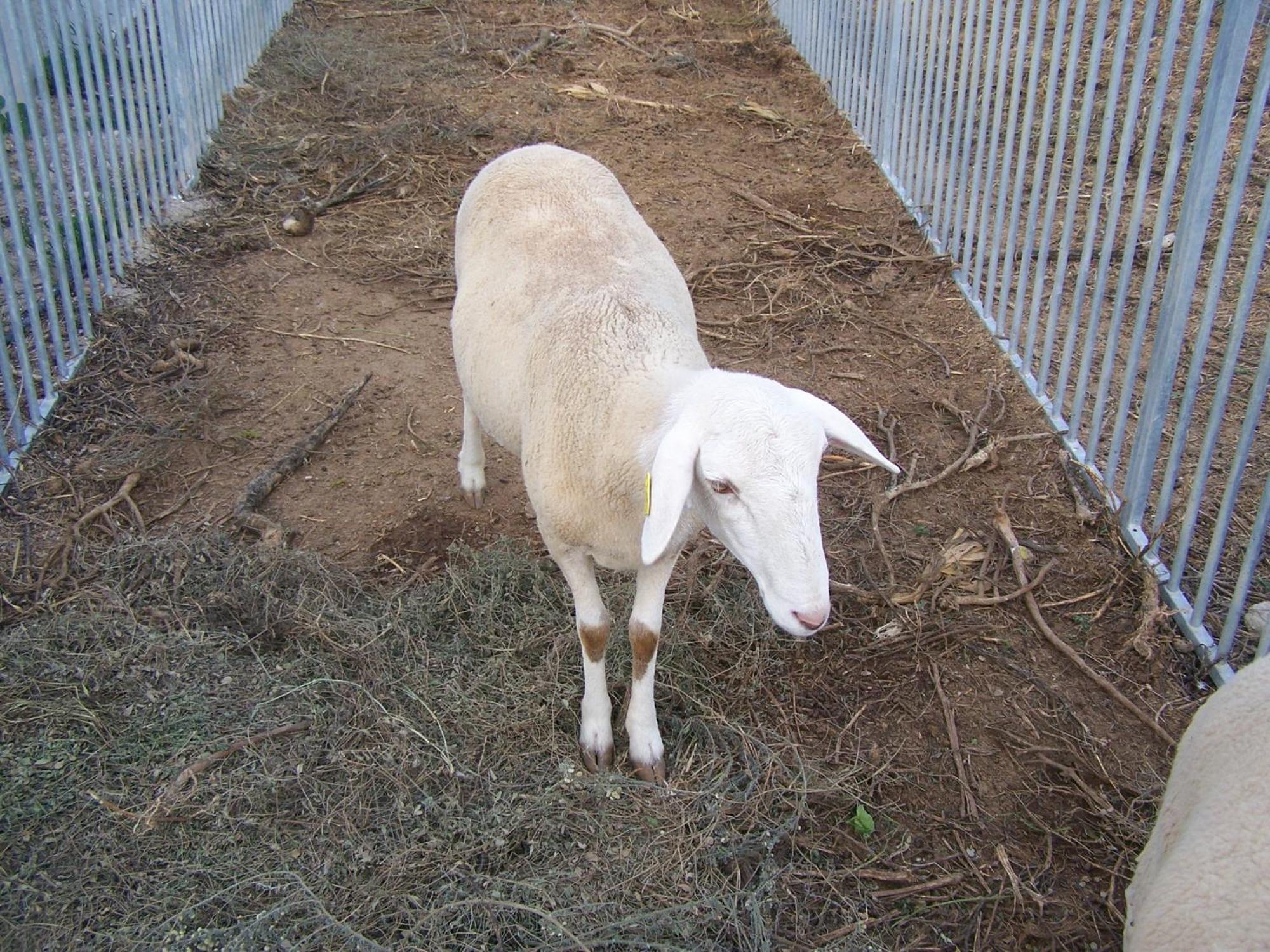Centro De Agroecologia Y Medio Ambiente De Murcia บูยาส ภายนอก รูปภาพ